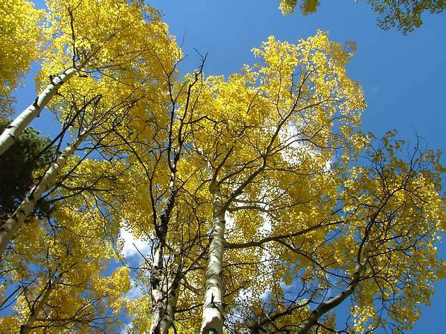 Autumn-in-Colorado-2007-006