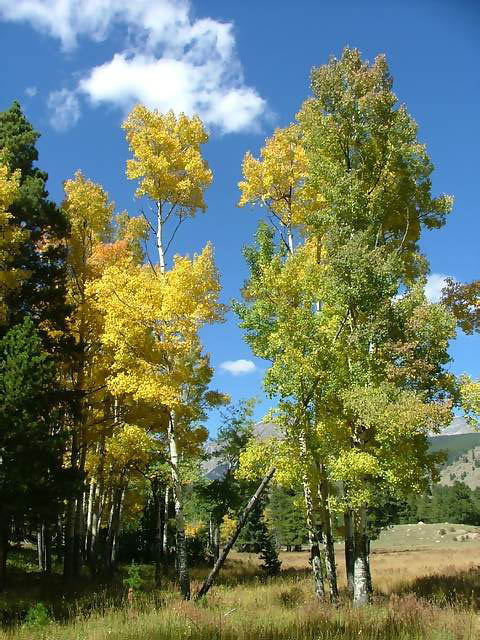 Autumn-in-Colorado-2007-007