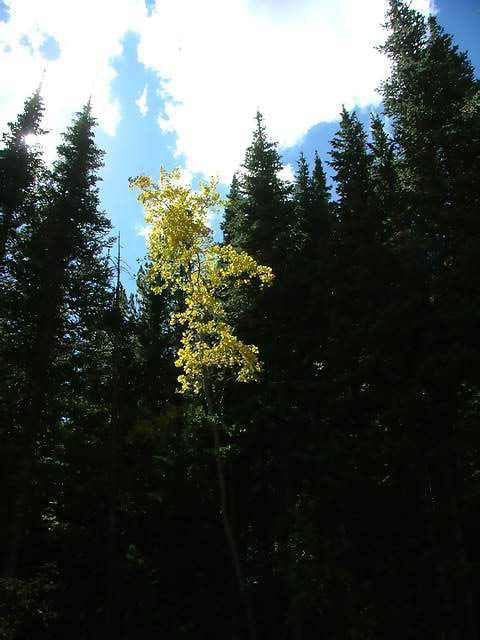Autumn-in-Colorado-2007-017