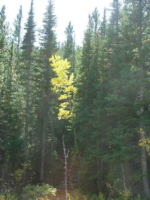 Autumn-in-Colorado-2007-022