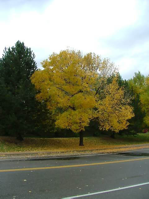 Autumn-in-Colorado-2007-03