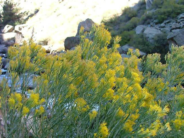 Autumn-in-Colorado-2007-060