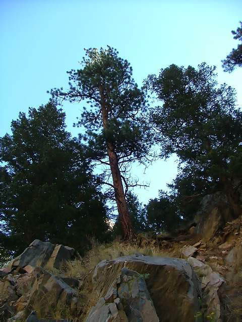 Autumn-in-Colorado-2007-061