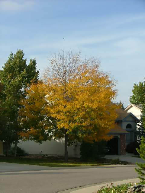 Autumn-in-Colorado-2007-137