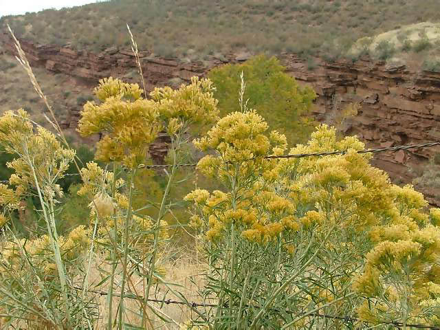 Autumn-in-Colorado-2007-144